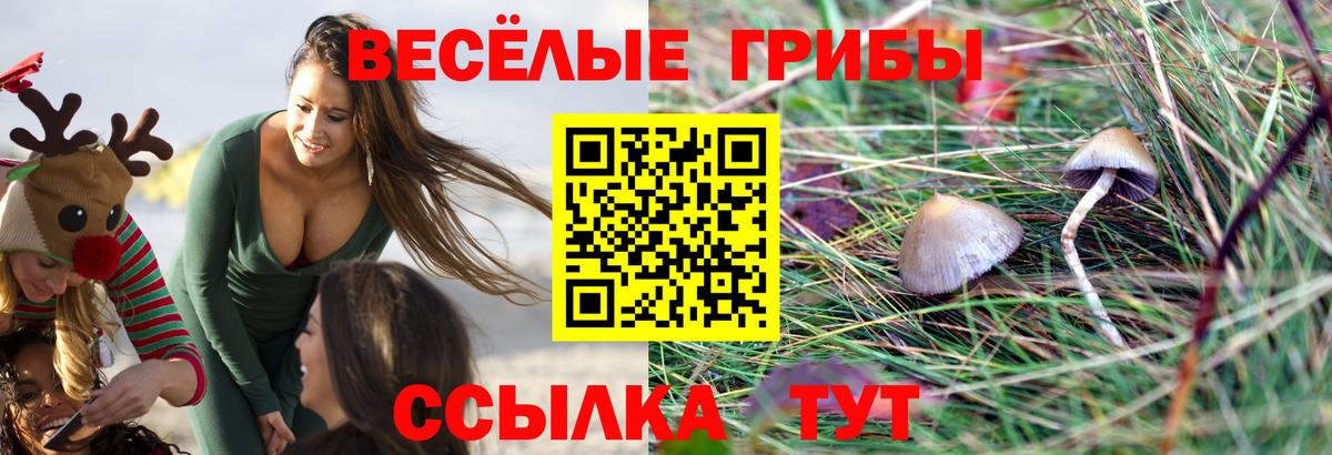 Галлюциногенные грибы Psilocybine cubensis Гуково